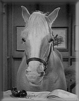 [Mister Ed]